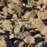 Belangero – Pulcino di Corriere piccolo